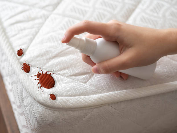 Best Affordable Pest Control Services  in Lyndhurst, OH