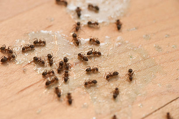 Best Pest Control for Businesses  in Lyndhurst, OH