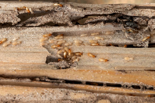 Best Local Pest Control Services  in Lyndhurst, OH