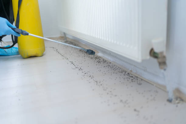 Wasp Removal Services in Lyndhurst, OH
