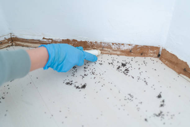 Best Pest Prevention Services  in Lyndhurst, OH